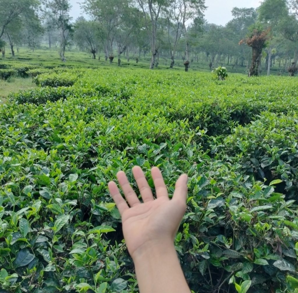 Wonosari Tea Plantation Landscape