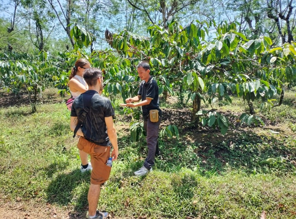 kaliklatak coffee plantation tour