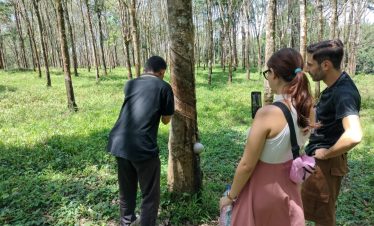 kaliklatak rubber plantation