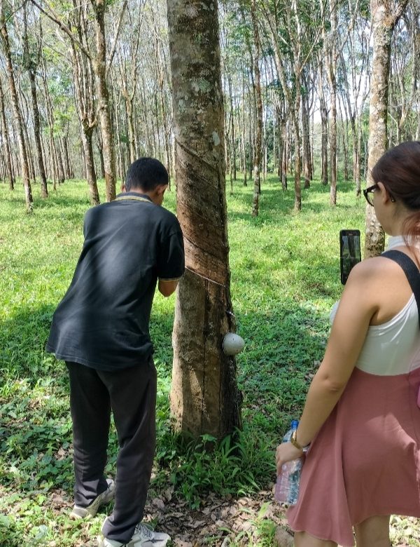 kaliklatak rubber plantation