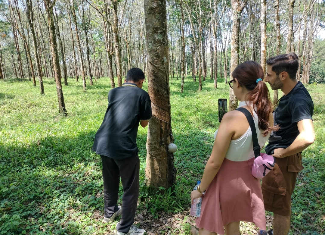 kaliklatak rubber plantation