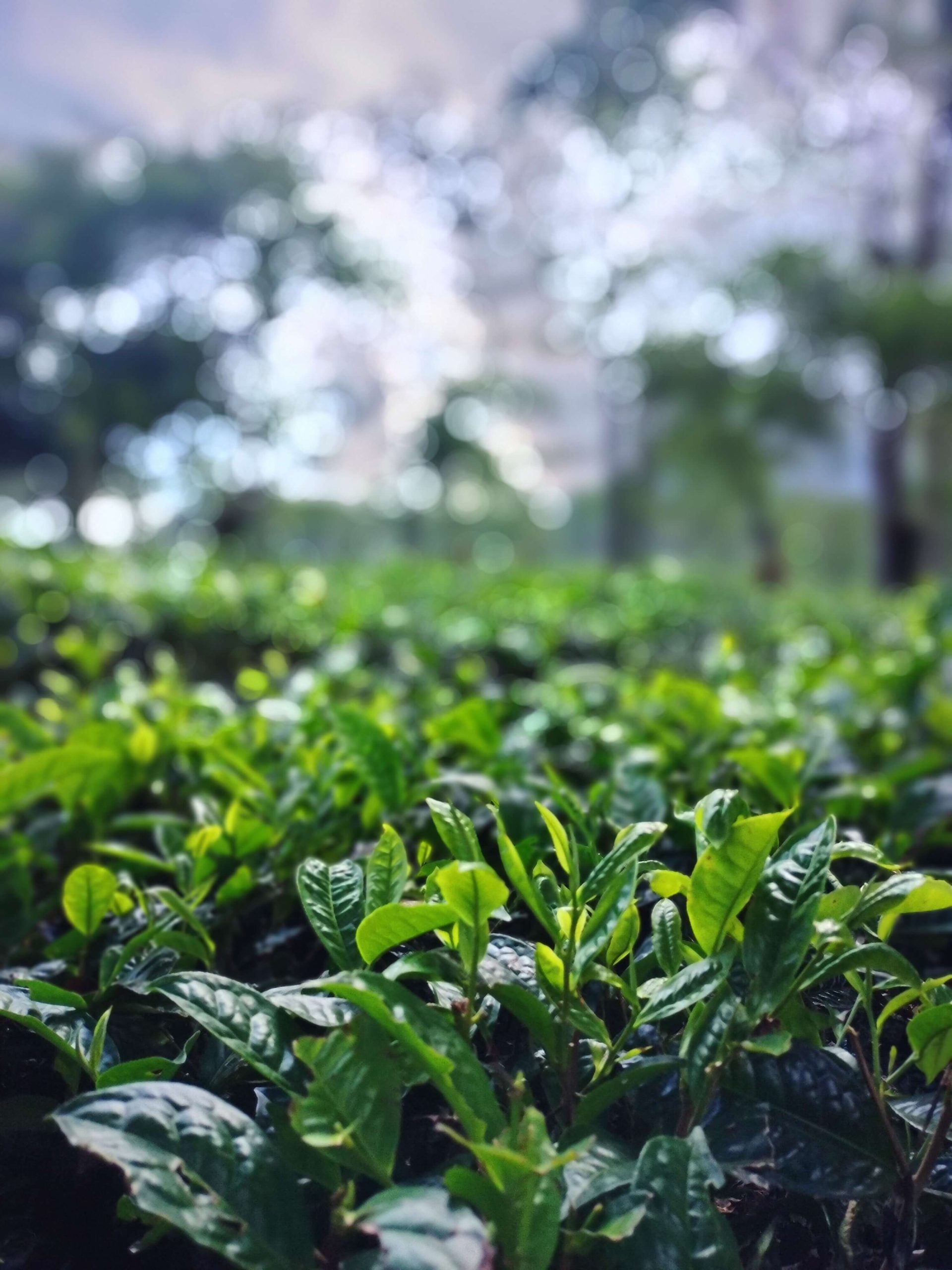 tea leaves wonosari plantation