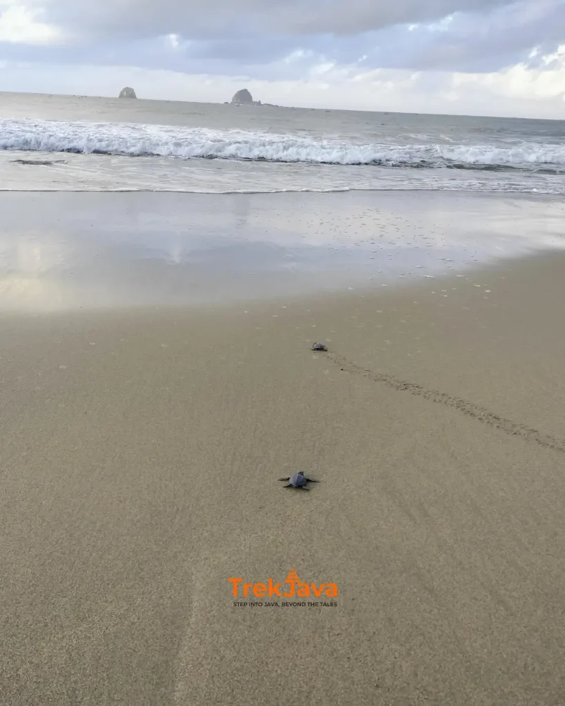 Baby turtle hatchling making its way to the sea