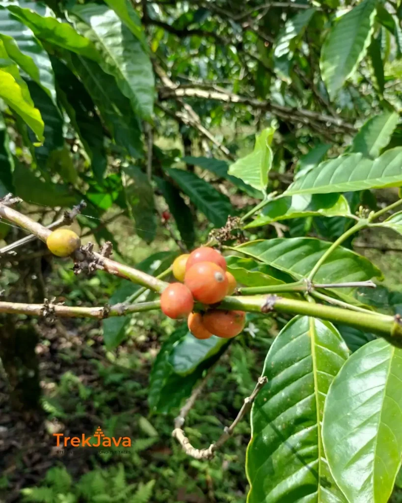 Close-up of red coffee cherries growing on a coffee tree