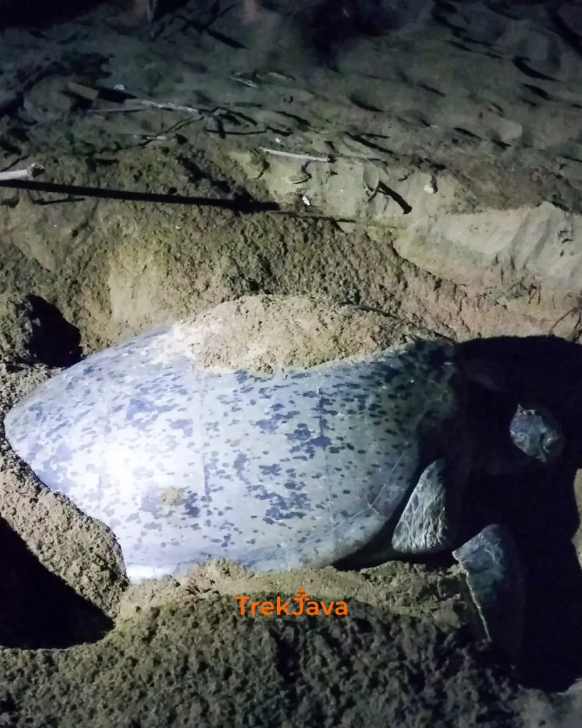 Green turtle nesting on the beach at night