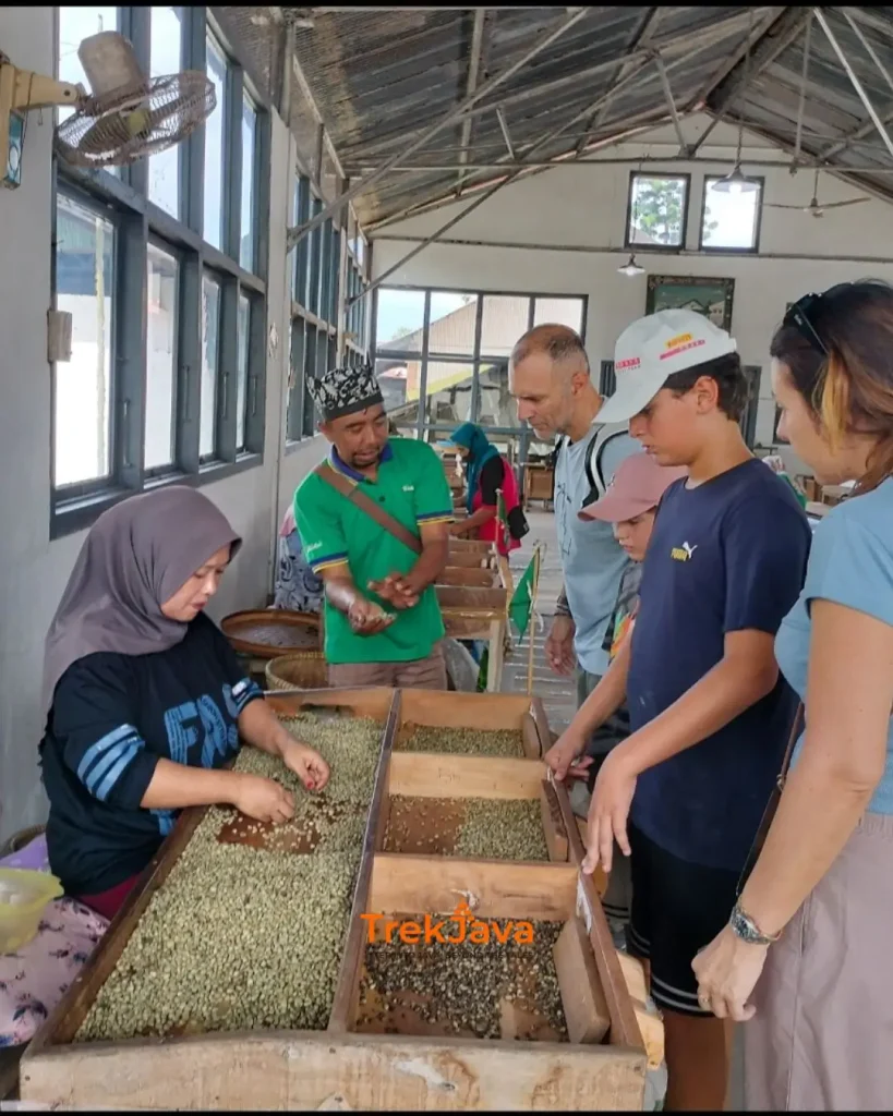 Local guide explaining coffee bean sorting to visitors