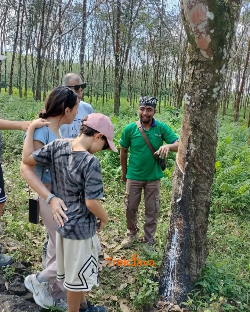 Local guide explaining a rubber tree to visitors
