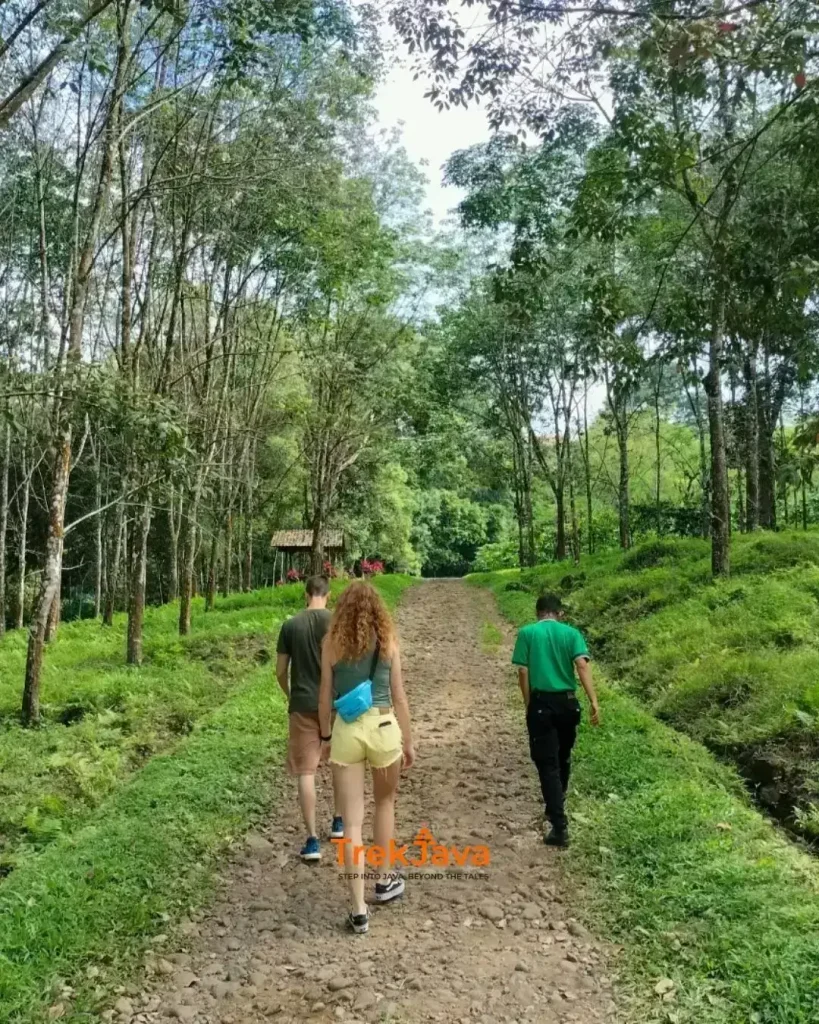 Guide and visitors walking through a rubber and coffee plantation