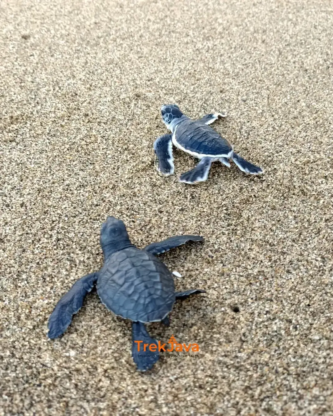 Green turtle and olive ridley turtle hatchling being released toward the sea