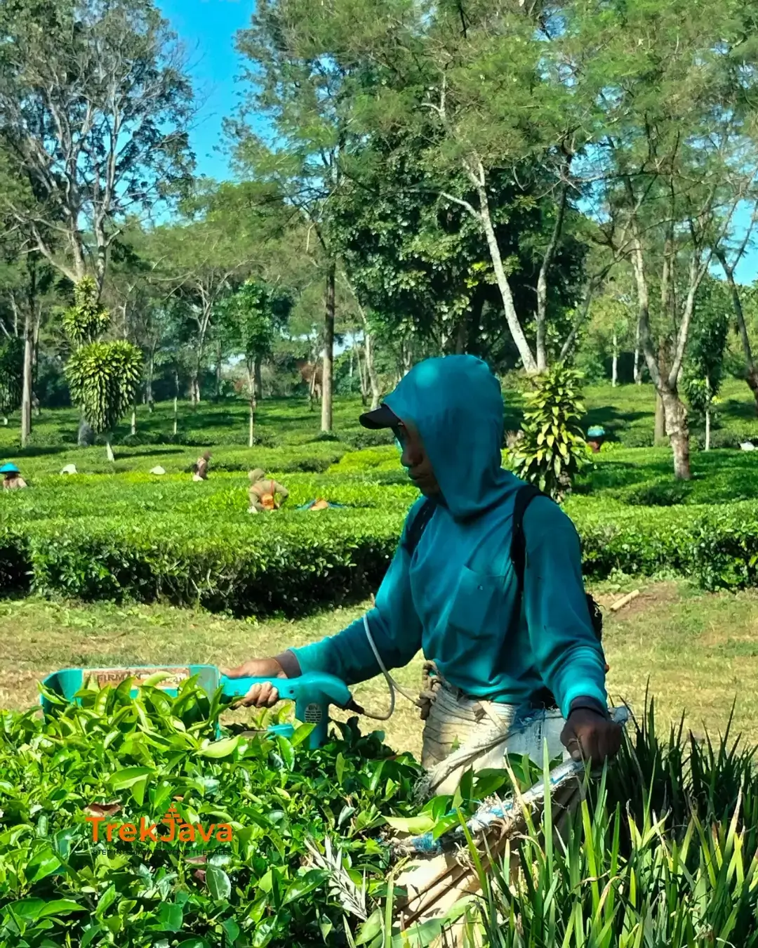 tea picker wonosari tea plantation.jpg