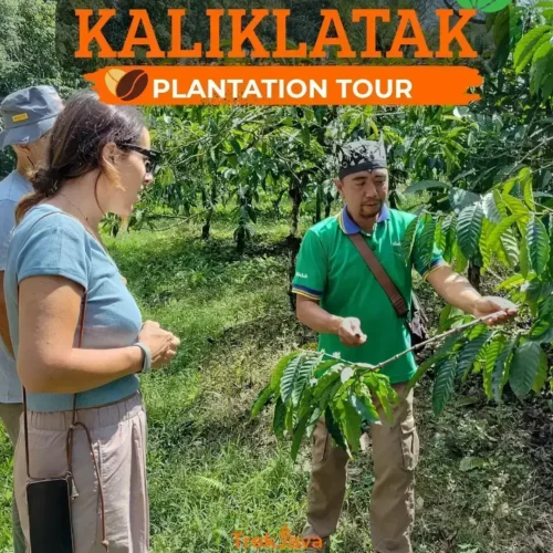 Kaliklatak Plantation Tour through coffee and rubber plantations