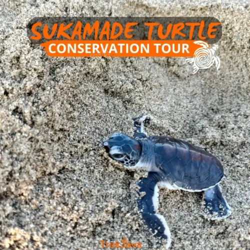 Sukamade Turtle Conservation Tour on Meru Betiri coast
