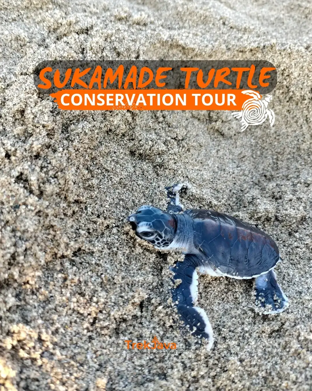 Sukamade Turtle Conservation Tour on Meru Betiri coast